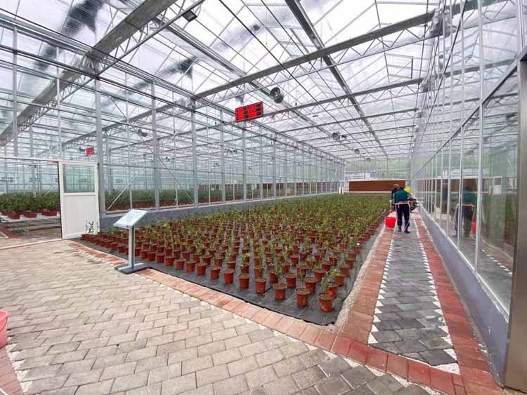 Soilless cultivation Soilless cultivation