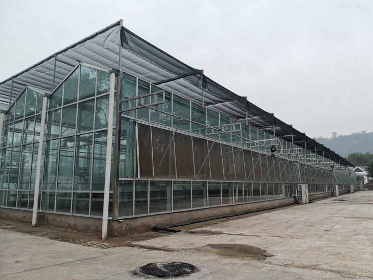 Cultivation and Management Techniques of Chives in Greenhouses Cultivation and Management Techniques of Chives in Greenhouses