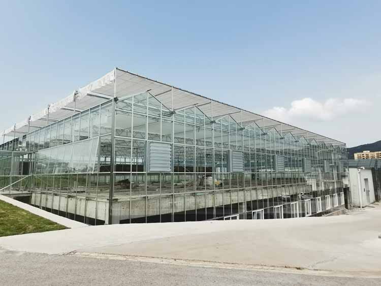 In the production of greenhouse vegetables those issues should be paid attention to when applying organic fertilizers In the production of greenhouse vegetables those issues should be paid attention to when applying organic fertilizers