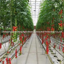 Tŷ gwydr tomato a chiwcymbr